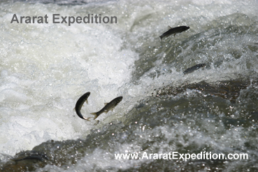 Pearl Mullet fish migration.